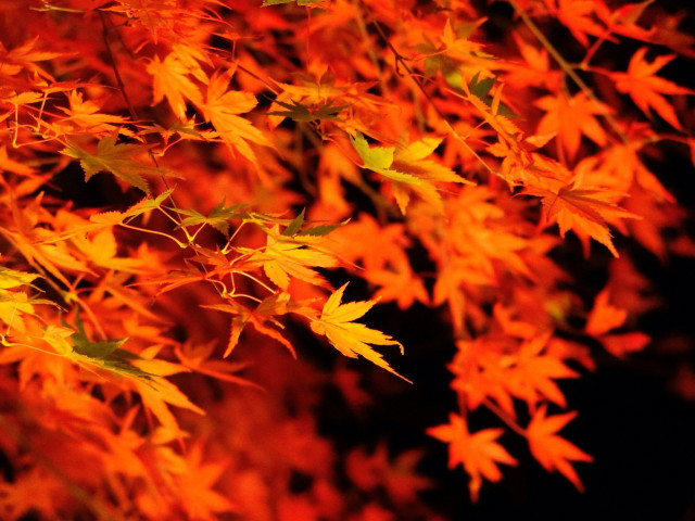 大山「大山の紅葉」